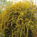 Berberis x stenophylla